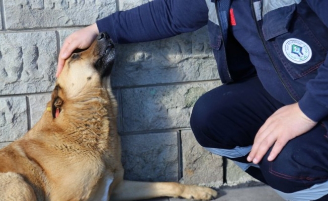 Rize'de sokak hayvanlarına yardım 