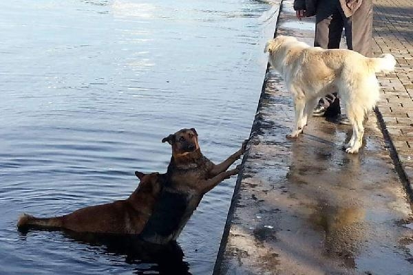 Denize düşen köpeği, ardından atlayan köpek kıyıya getirdi