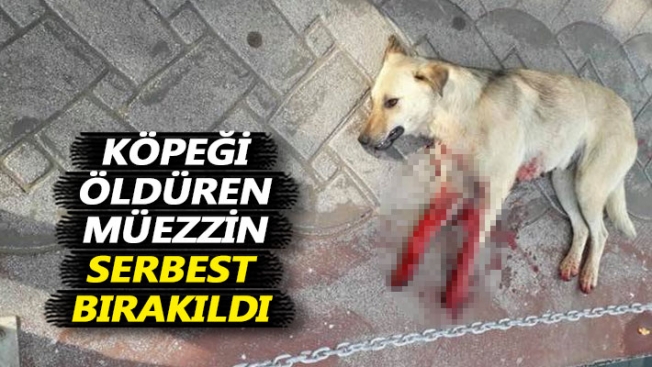 Köpeği öldüren Müezzin, serbest kaldı