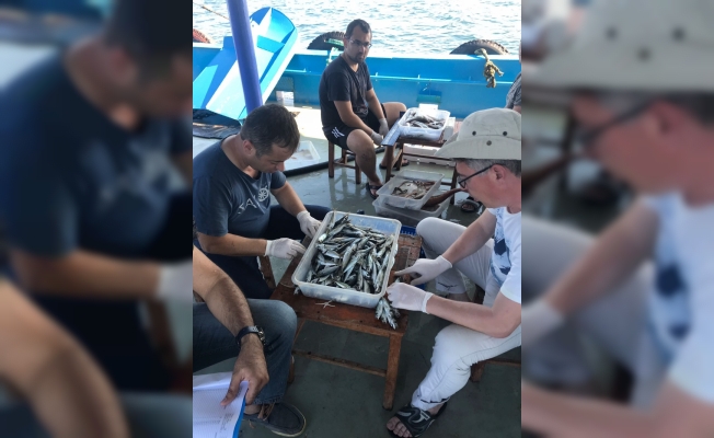 Marmara Denizi'ndeki balık stokları araştırılıyor