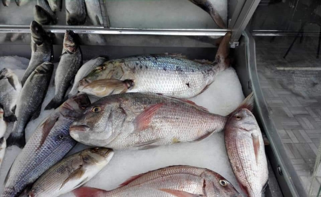 Körfez'de balık çeşitliliği arttı