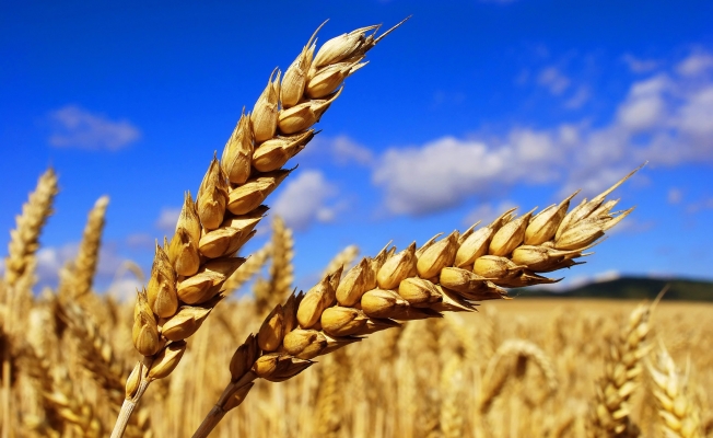 TMO buğday alım kriterlerini yeniden belirledi