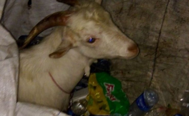 Gebze'de Afgan uyruklu kişinin çekçeğiyle keçi çaldığı iddiası