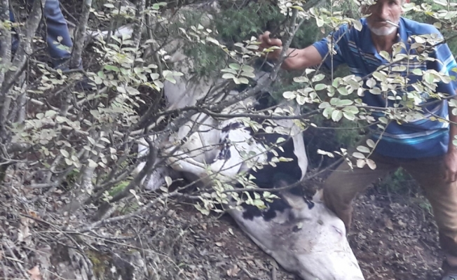 Bursa'da çukura düşen inek kurtarıldı
