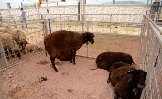 Çobanlar Karacabey'de buluştu