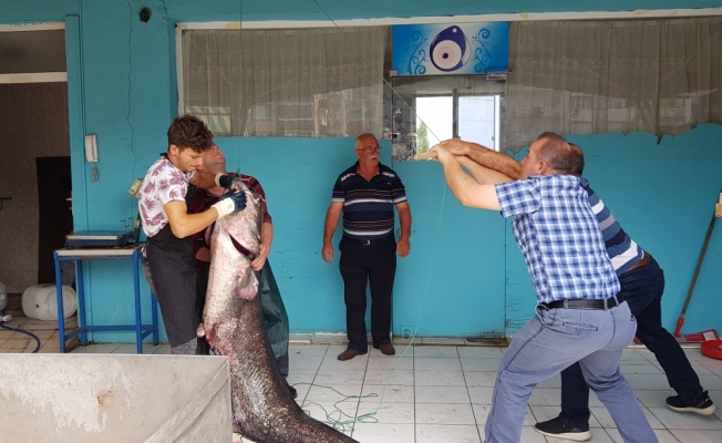 2 metre boyunda yayın balığı yakalandı