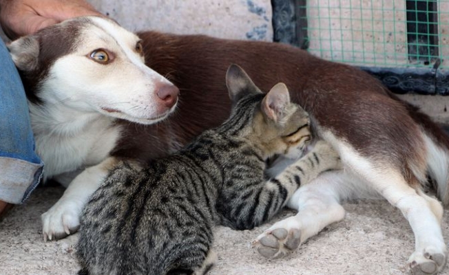 Sahiplendiği köpeği yavru kediye annelik yapıyor