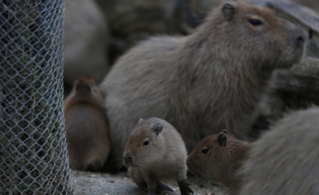 Hayvanat Bahçesi'nde yavru kapibara heyecanı
