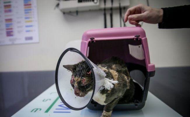 Başında yanıklar bulunan kedi tedavi altına alındı
