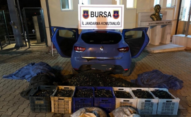 Bursa'da bahçelerden zeytin hırsızlığı