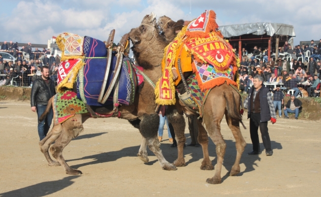 Ezine'de deve güreşleri yapıldı