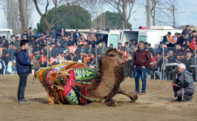 Çanakkale'de deve güreşi festivali