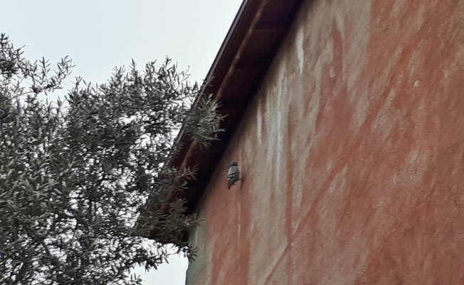 Çatıda asılı kalan güvercini itfaiye kurtardı