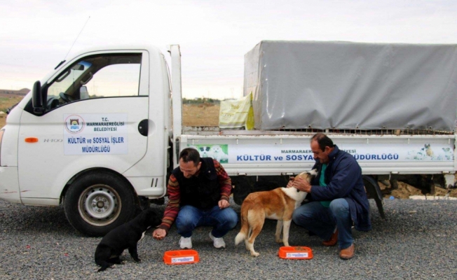 Marmaraereğlisi Belediyesi sokak hayvanlarını unutmadı