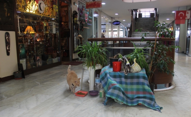 Papyonlu kedi “Behlül“ dükkanın maskotu oldu