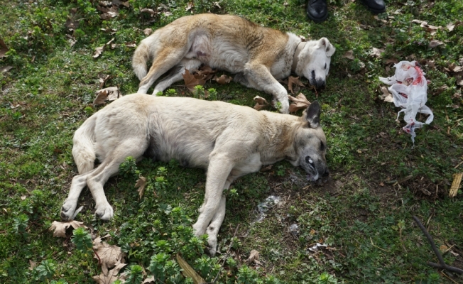 Sakarya'da köpeklerin zehirlendiği iddiası