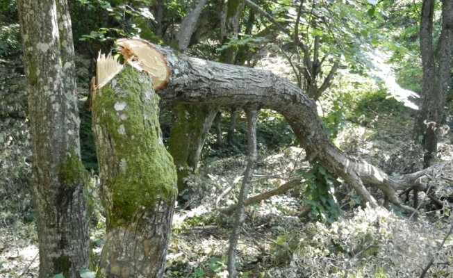 Tekirdağ'da ıhlamur ağaçlarının kesildiği iddiası