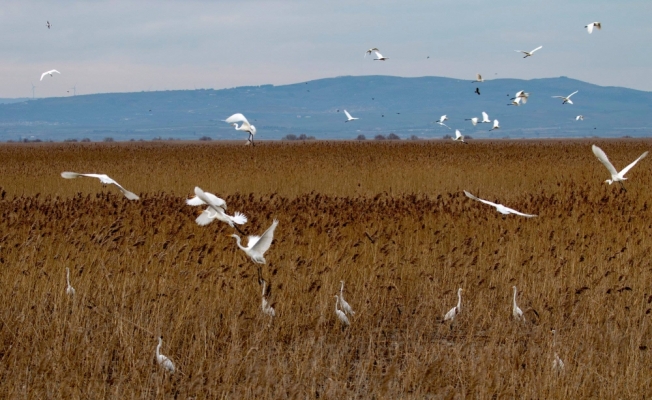 Uluabat Gölü'nde su kuşu popülasyonu arttı