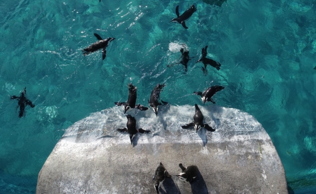 Bahar havasında penguenlerin beslenme keyfi