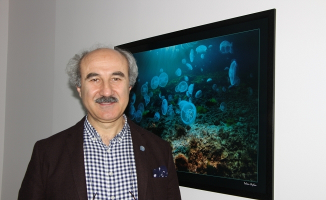 Marmara Denizi çevresinde denizanası ölümleri