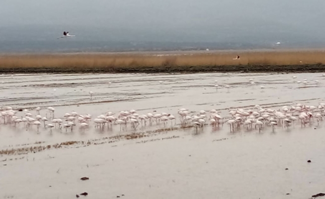 Meriç Deltası 30 binden fazla su kuşunu ağırlıyor