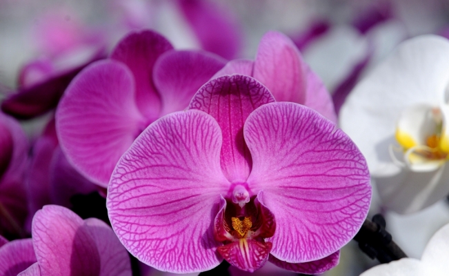Suudi Arabistan'dan orkideye Sevgililer Günü talebi