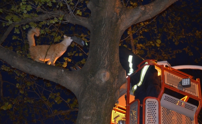 Ağaçta mahsur kalan kedi itfaiye ekiplerince kurtarıldı