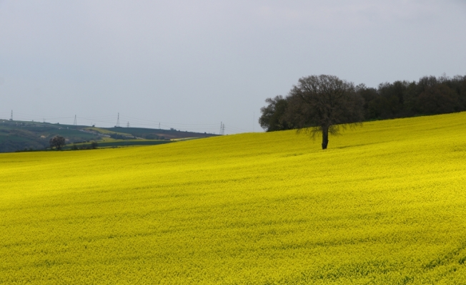 Trakya'da “sarı bahar“