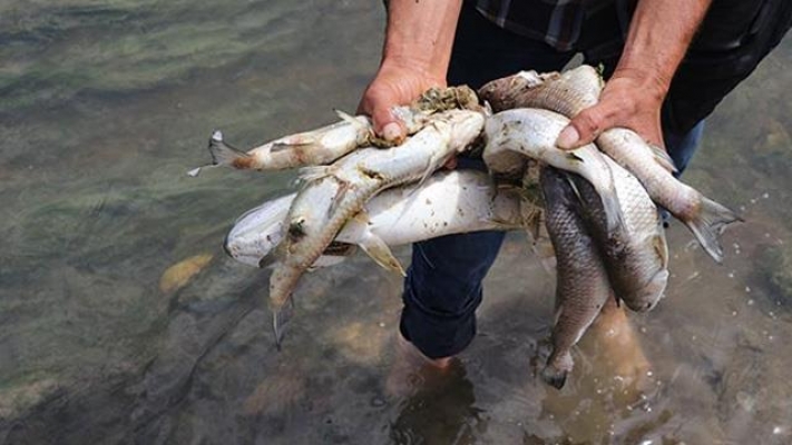 Kırklareli'ndeki balık ölümleri