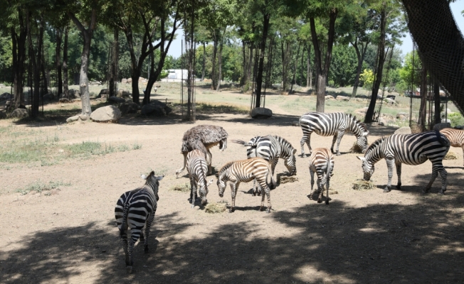 Hayvanat bahçesinde yavru zebra heyecanı