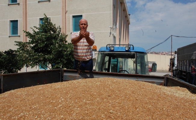 Sezonun ilk hasat buğdayının kilogramı 1,520 liradan alındı