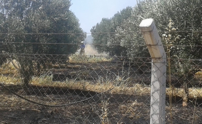 Burhaniye'de tarım arazisinde yangın