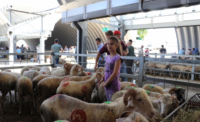 10 yaşındaki Elanur yetiştirdiği koyunları kurban pazarında satıyor