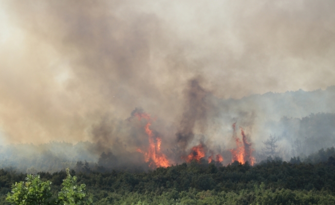 GÜNCELLEME - Edirne'de orman yangını