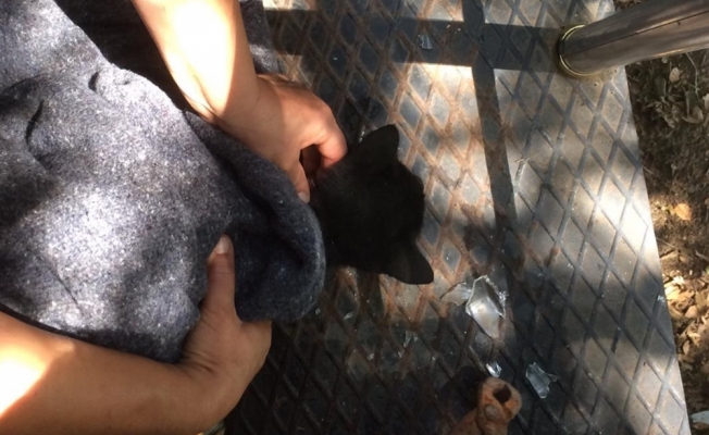 Sokak kedisi, boynundaki kavanoz parçasından kurtarıldı