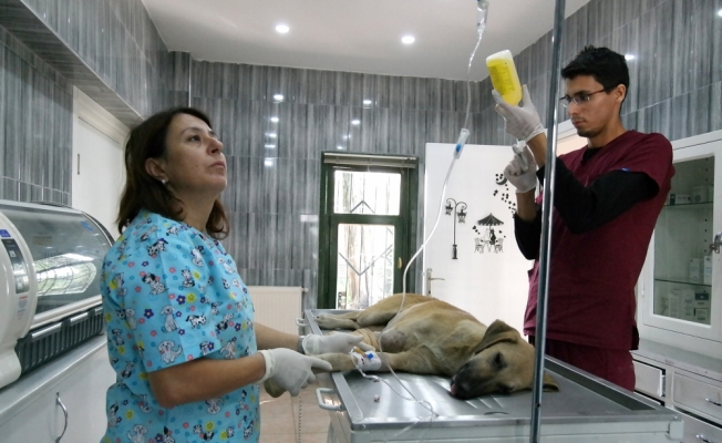 Bursa'da aracın çarptığı köpeğin gözyaşları yürek burktu
