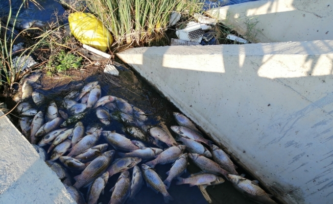 Tuzla Çayı'ndaki balık ölümlerine ilişkin inceleme başlatıldı
