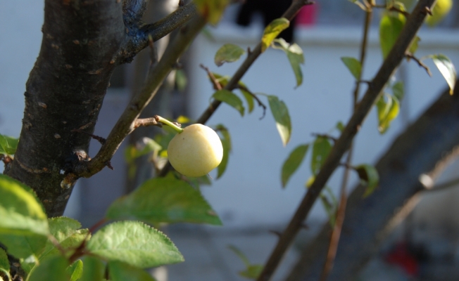 Çanakkale'de erik ağacı aralıkta meyve verdi