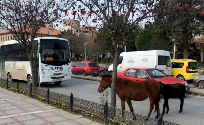 Edirne'de yola çıkan atlar sürücülere zor anlar yaşattı