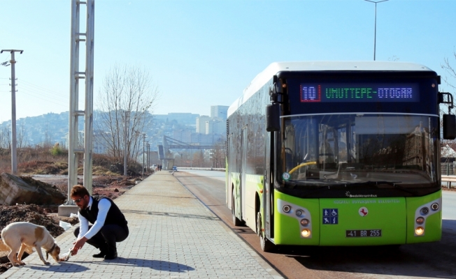 Kocaeli'de “hayvan dostu“ belediye otobüsleri yollarda
