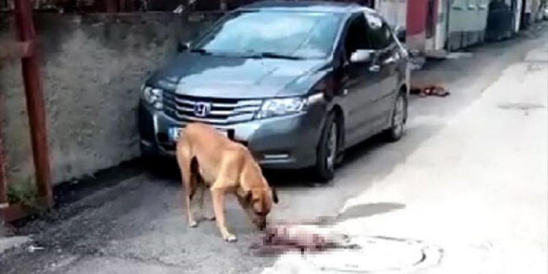 Otomobiliyle köpeği ezerek ölümüne neden olan sürücü hakkında adli süreç başlatıldı