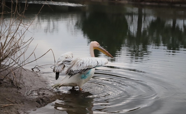 Yaralı pelikan “Avrupa'nın en büyük doğal yaşam parkı“nda tedavi edildi