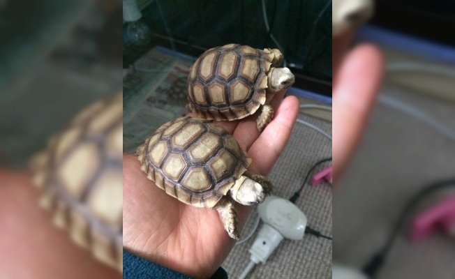 Sosyal medyada satışa çıkarılan “kaplumbağalar“ koruma altına alındı
