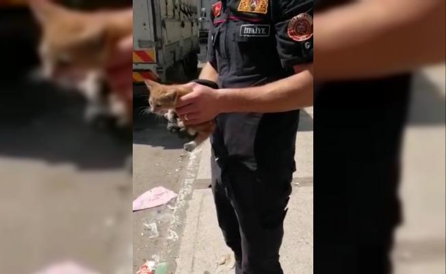Marketin demir sütununda sıkışan kedi kurtarıldı