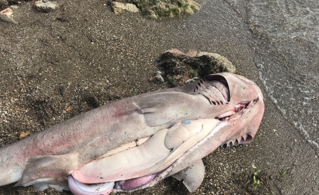 Ölü altı solungaçlı köpek balığı kıyıya vurdu