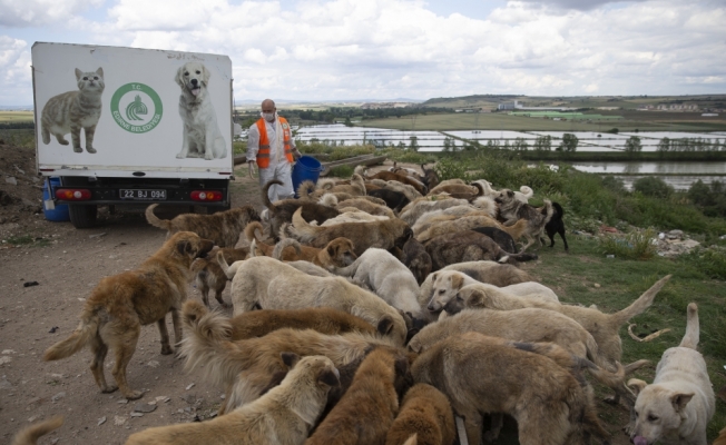 Edirne'de belediye ve hayvanseverler sokak hayvanları için seferber oldu
