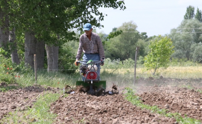 Kırklareli'nde tarım işçileri bayramı tarlada çalışarak geçiriyor
