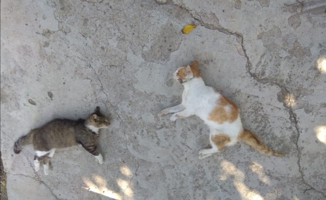 Edirne'de köpek ve kedilerin zehirlendiği iddiası