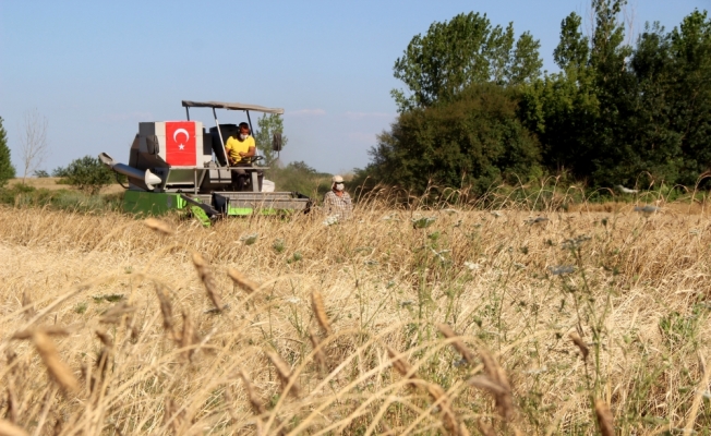 Edirne'de ata mirası tohumlar hasat edildi