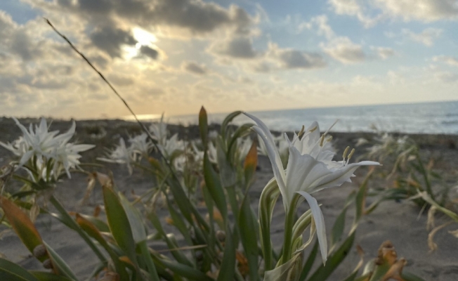 Nesli tükenmekte olan kum zambağı Kocaali sahillerini süslüyor